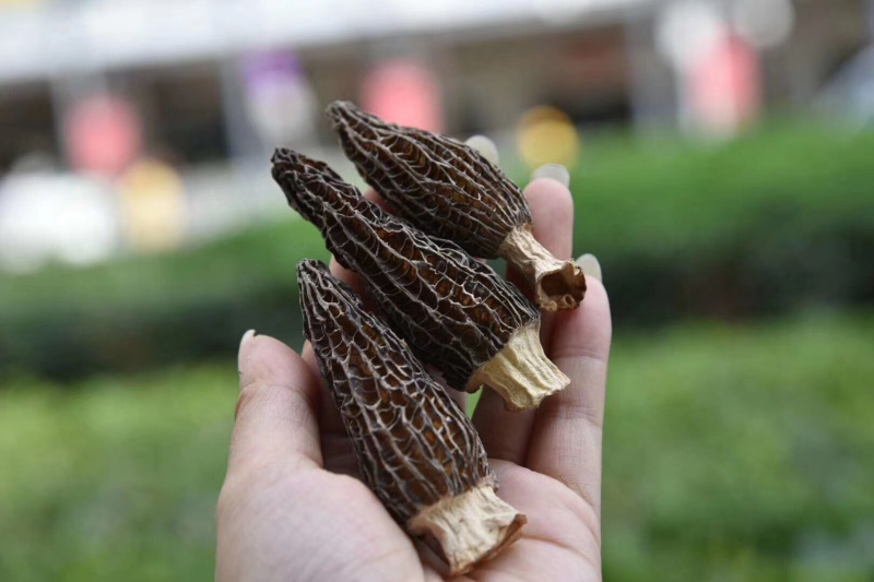 特级羊肚菌