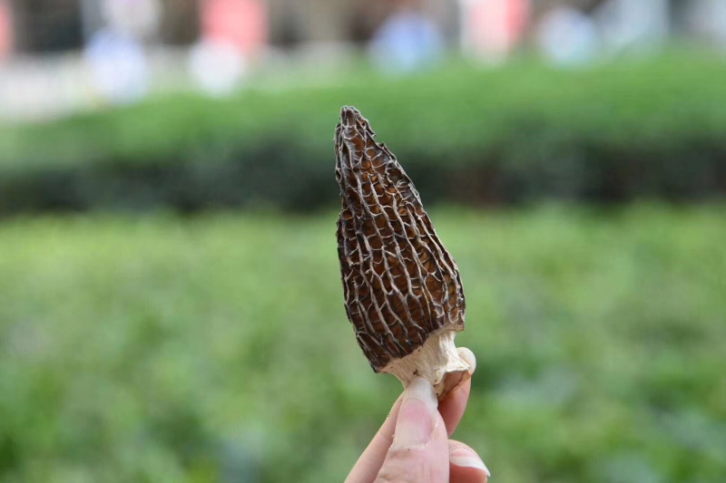 特级羊肚菌