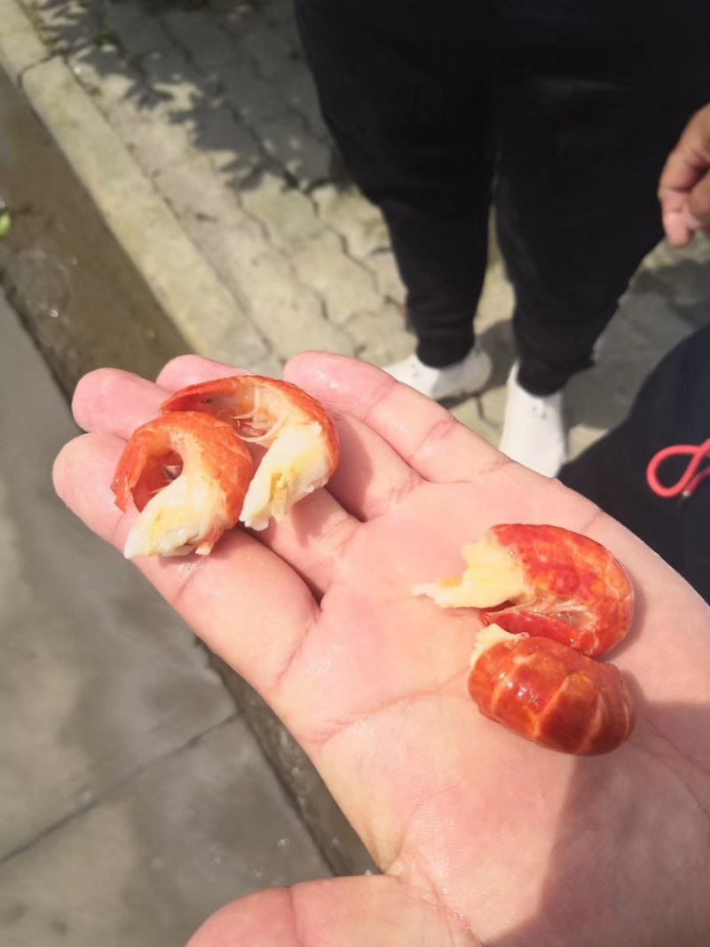 华山虾稻牧场龙虾尾特级大量鲜货供应供应全国