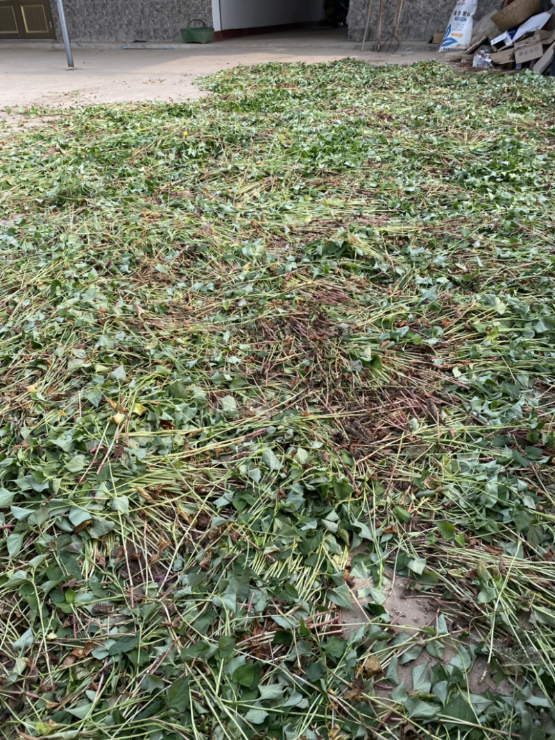 湖北当阳鱼腥草叶鱼腥草干货鱼腥草干叶子基地直供