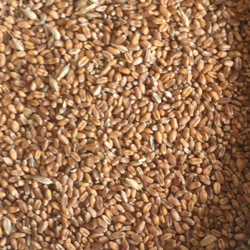 四川2024新小麦红麦白麦量大上市支持代发欢迎咨