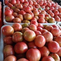 自产西红柿，质量保证，价格私聊