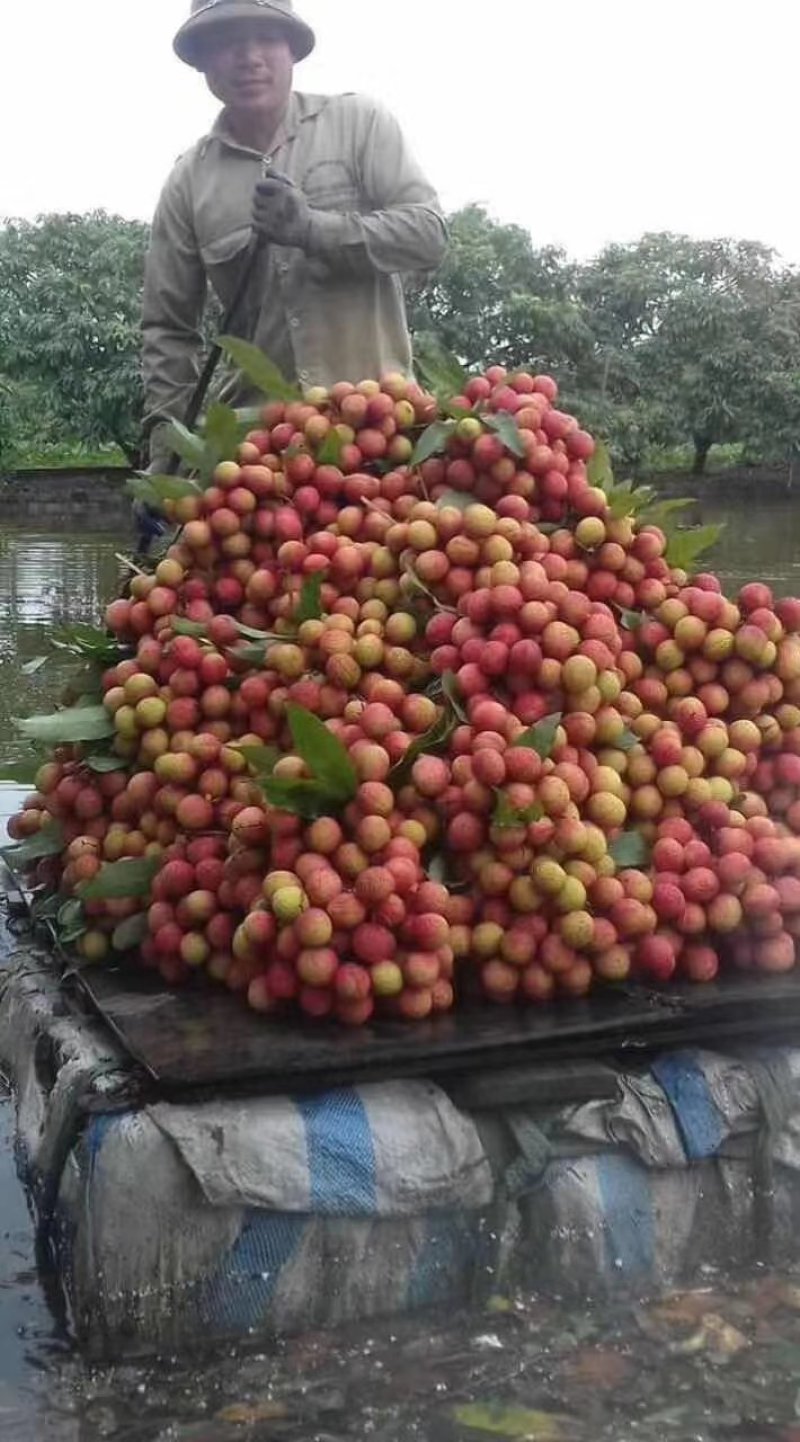 越南水荔