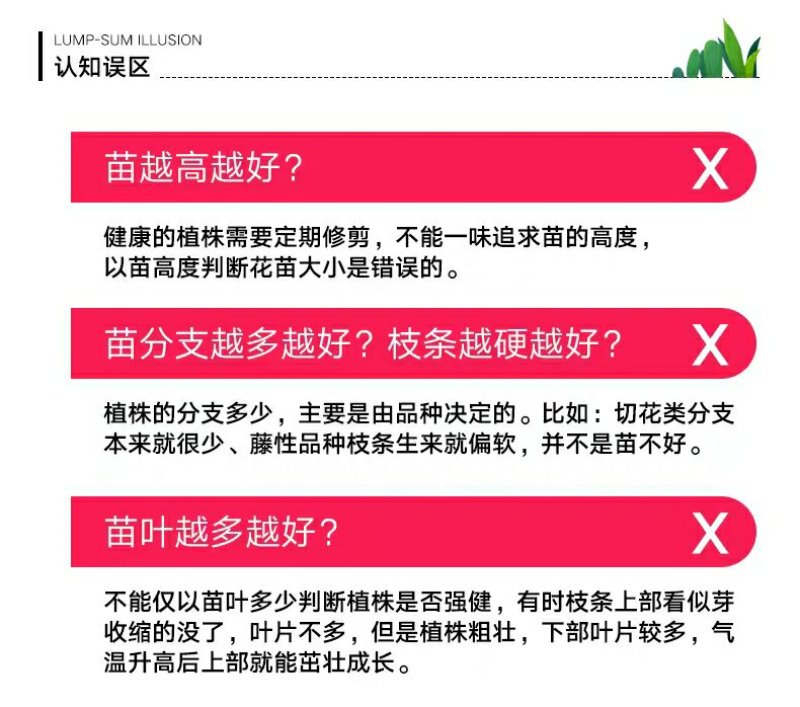 藤本月季花苗爬藤植物庭院阳台花卉玫瑰盆栽做造型拱门