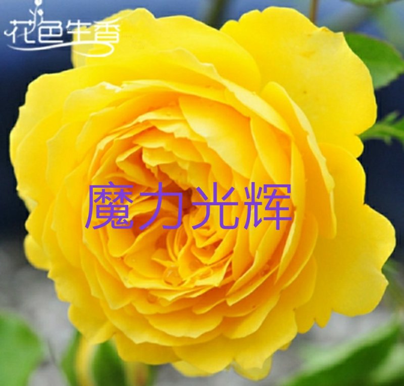 欧月苗阳台绿植盆栽植物蔷薇花苗藤本月季苗爬藤月季玫瑰四季