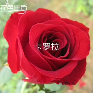 欧月苗阳台绿植盆栽植物蔷薇花苗藤本月季苗爬藤月季玫瑰四季