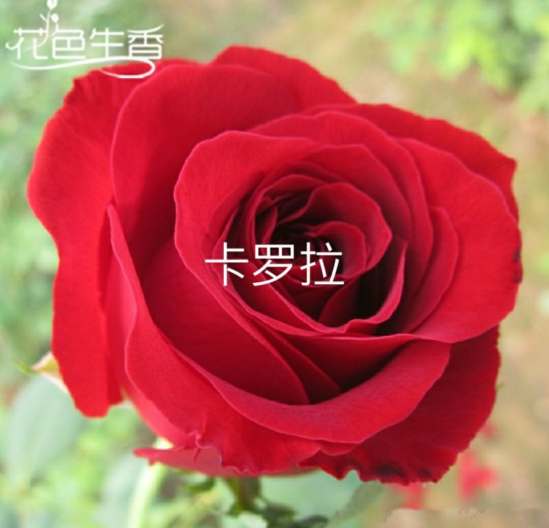 欧月苗阳台绿植盆栽植物蔷薇花苗藤本月季苗爬藤月季玫瑰四季