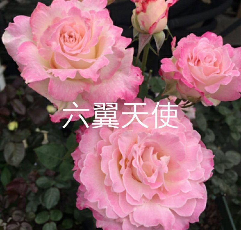 欧月苗阳台绿植盆栽植物蔷薇花苗藤本月季苗爬藤月季玫瑰四季
