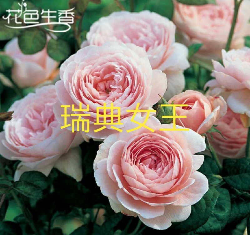欧月苗阳台绿植盆栽植物蔷薇花苗藤本月季苗爬藤月季玫瑰四季