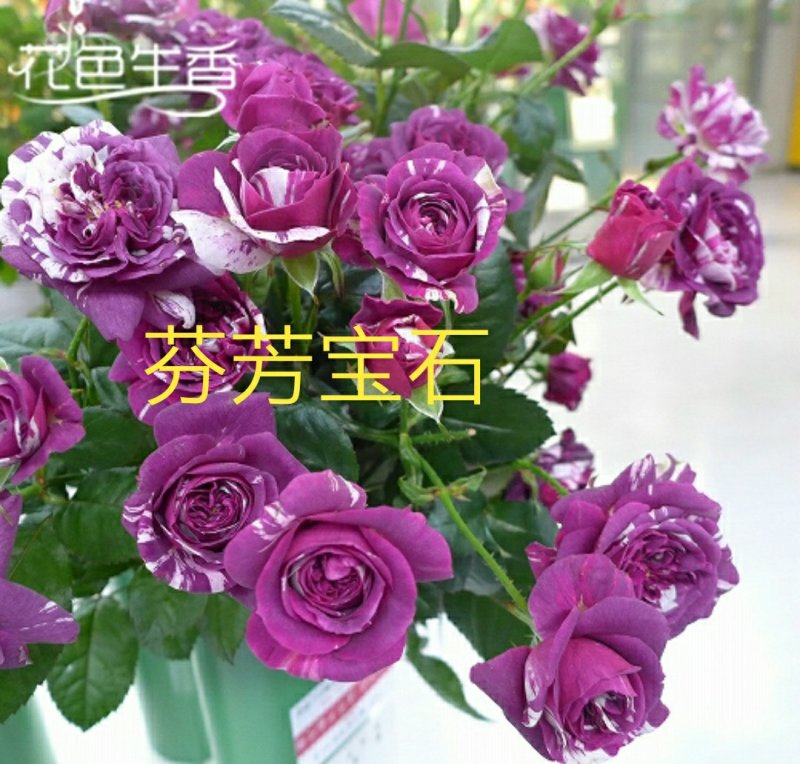 欧月苗阳台绿植盆栽植物蔷薇花苗藤本月季苗爬藤月季玫瑰四季