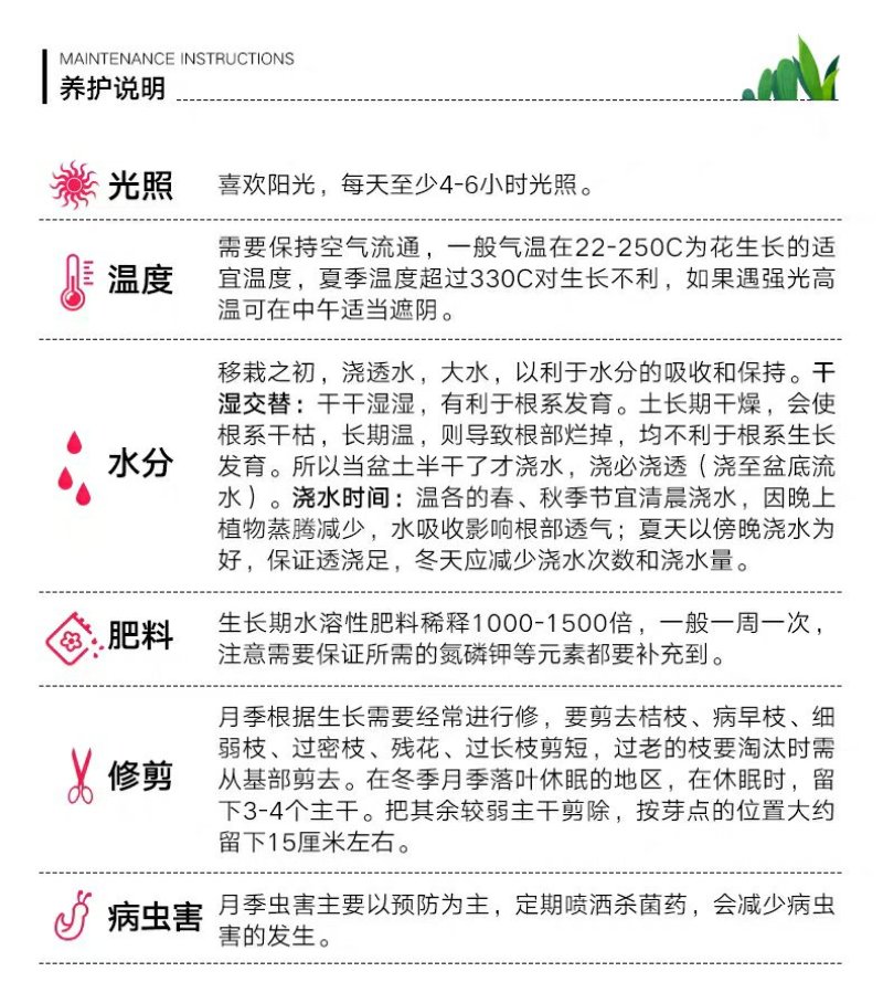 欧月苗阳台绿植盆栽植物蔷薇花苗藤本月季苗爬藤月季玫瑰四季