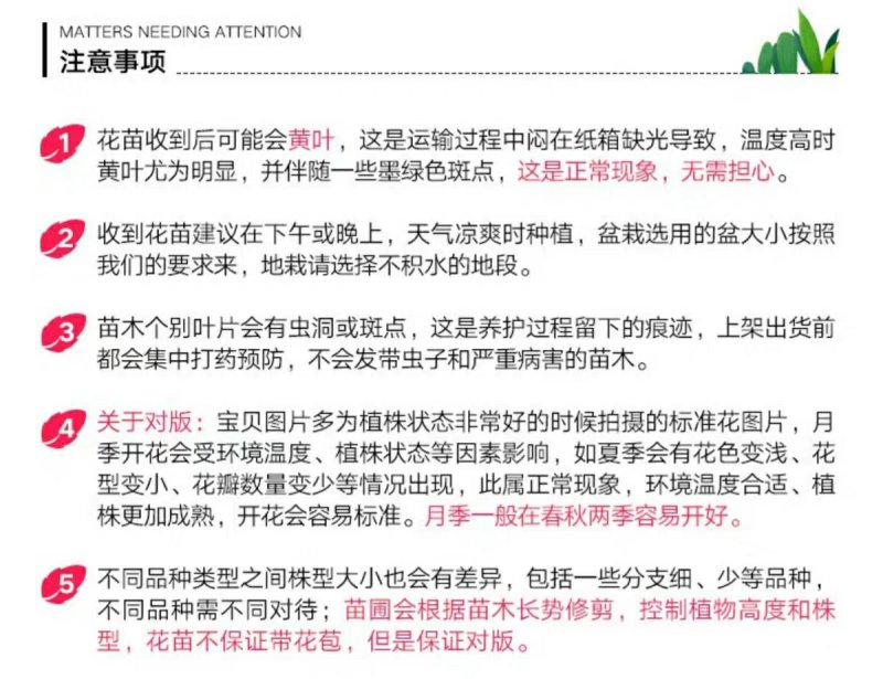 欧月苗阳台绿植盆栽植物蔷薇花苗藤本月季苗爬藤月季玫瑰四季