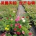 欧月苗阳台绿植盆栽植物蔷薇花苗藤本月季苗爬藤月季玫瑰四季