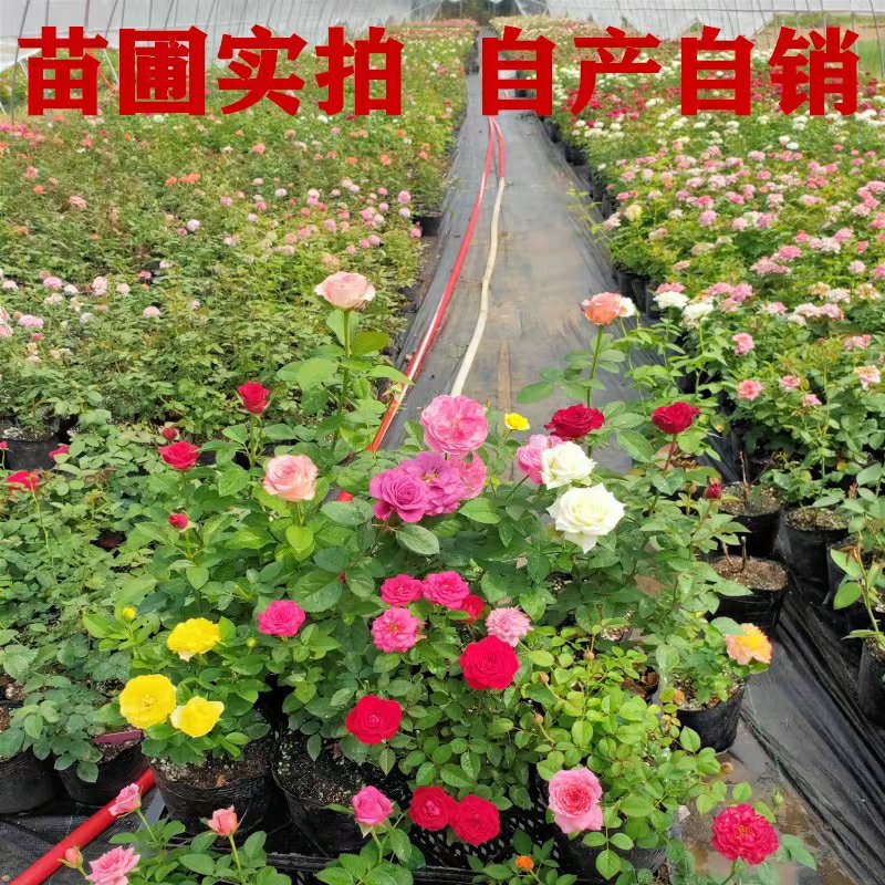 欧月苗阳台绿植盆栽植物蔷薇花苗藤本月季苗爬藤月季玫瑰四季