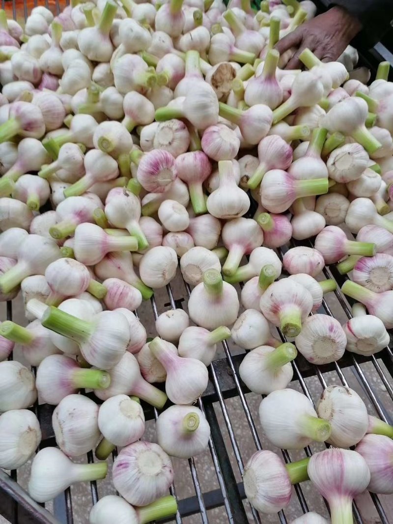 鲜大蒜扒皮蒜，加工厂市场商超，直供蒜蒜头接单中个头均匀