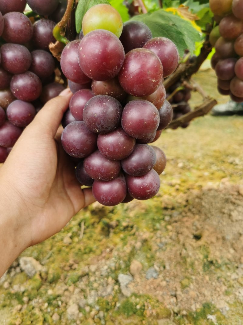 精品乒乓球葡萄，串行好，口感好，多肉多汁，大量上市