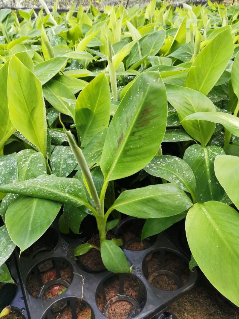 香蕉苗粉蕉苗金粉一号西贡蕉苗好种易活