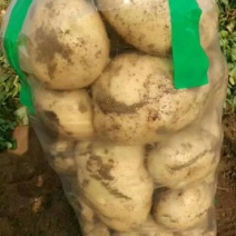 绥中绥中中暑土豆便宜透了1毛多钱，需要的来吧大量有货