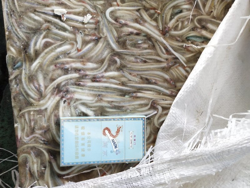 饲料沙钻鱼，船冻，新货，适合水产养殖饲料，请详询