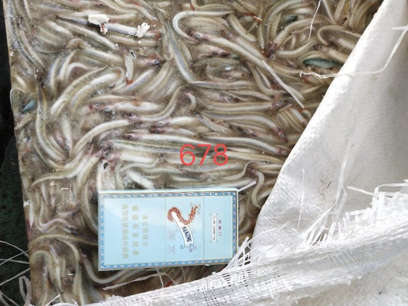 饲料沙钻鱼，船冻，新货，适合水产养殖饲料，请详询