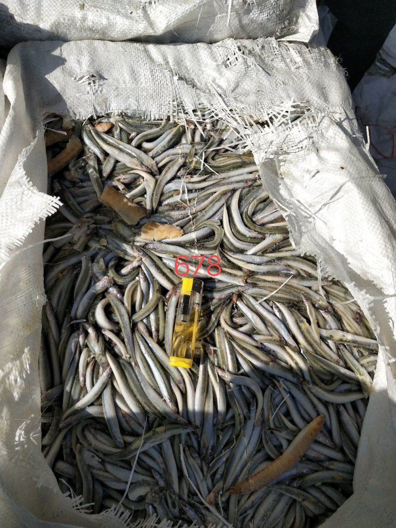 饲料沙钻鱼，船冻，新货，适合水产养殖饲料，请详询