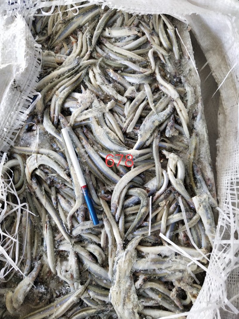 饲料沙钻鱼，船冻，新货，适合水产养殖饲料，请详询