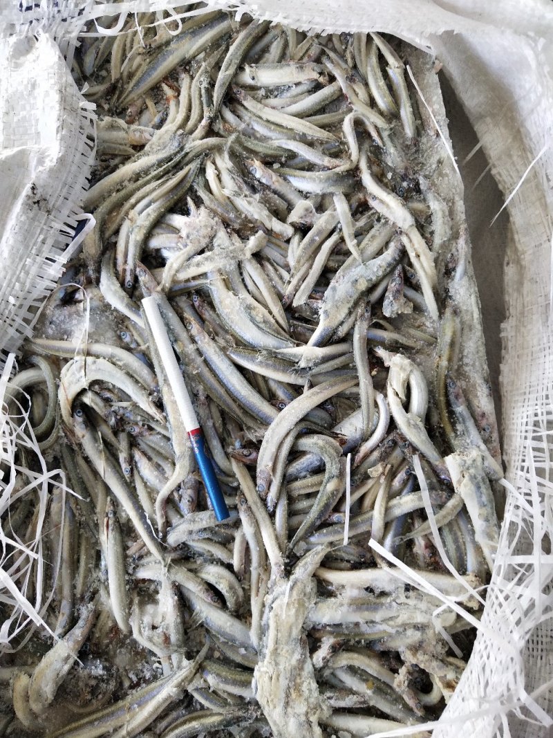 饲料沙钻鱼，船冻，新货，适合水产养殖饲料，请详询