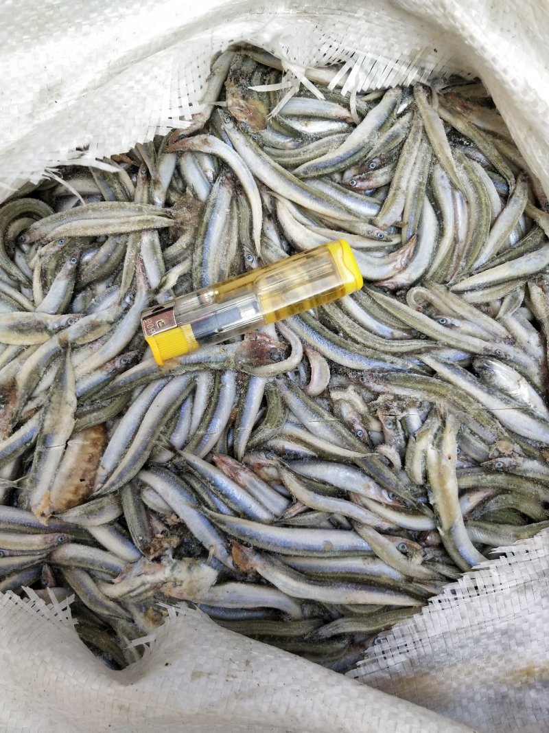 饲料沙钻鱼，船冻，新货，适合水产养殖饲料，请详询