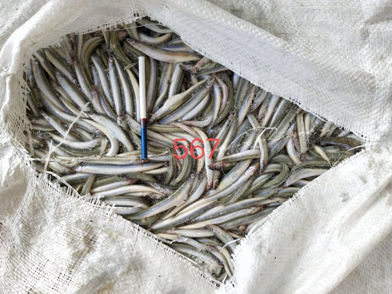 饲料沙钻鱼，船冻，新货，适合水产养殖饲料，请详询