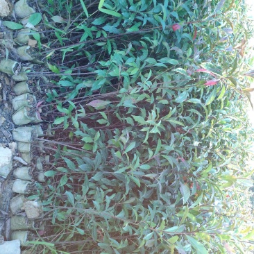 山杜英树苗杜英苗山地复绿造林名贵苗木海南黄花梨树苗沉香金
