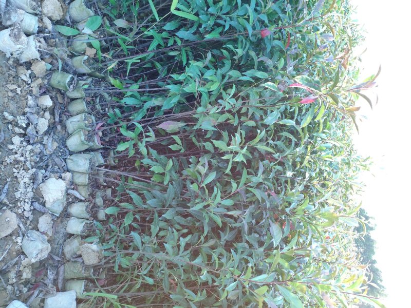 山杜英树苗杜英苗山地复绿造林名贵苗木海南黄花梨树苗沉香金