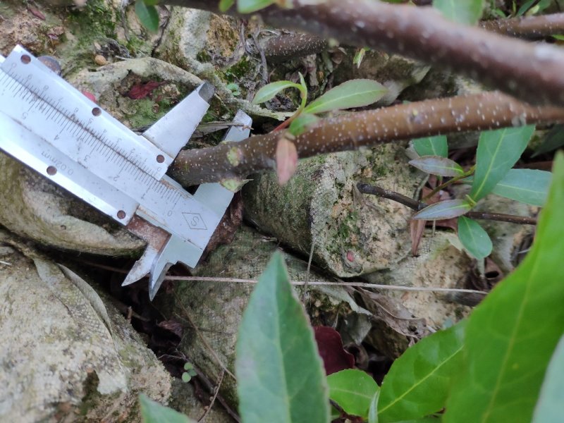 山杜英树苗杜英苗山地复绿造林名贵苗木海南黄花梨树苗沉香金