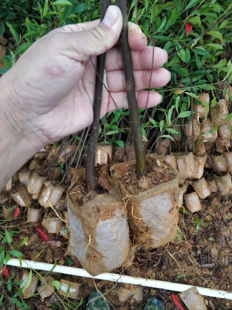 山杜英树苗杜英苗山地复绿造林名贵苗木海南黄花梨树苗沉香金