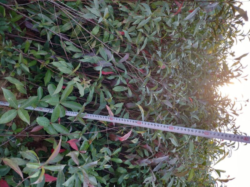 山杜英树苗杜英苗山地复绿造林名贵苗木海南黄花梨树苗沉香金