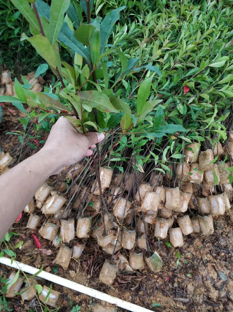 山杜英树苗杜英苗山地复绿造林名贵苗木海南黄花梨树苗沉香金