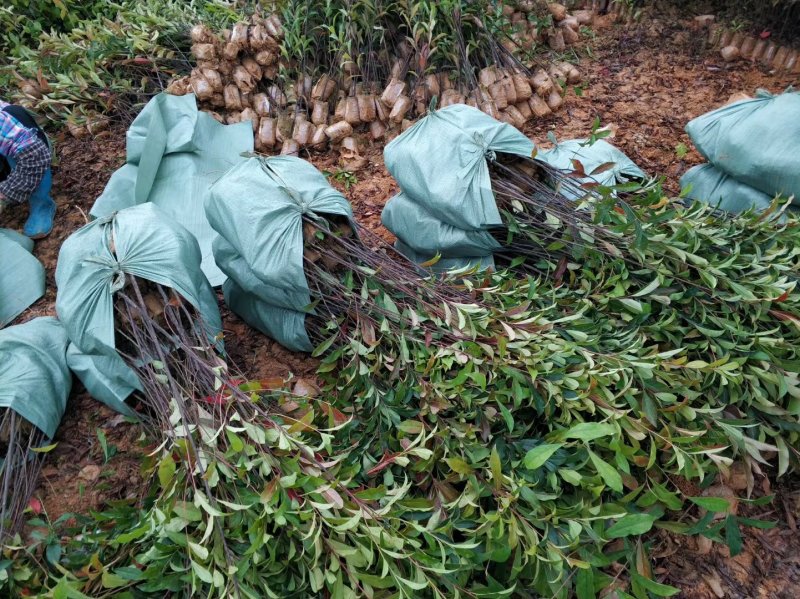山杜英树苗杜英苗山地复绿造林名贵苗木海南黄花梨树苗沉香金
