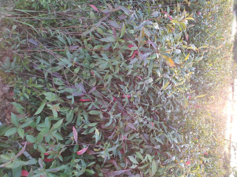 山杜英树苗杜英苗山地复绿造林名贵苗木海南黄花梨树苗沉香金
