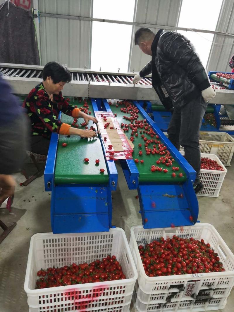 平度精品釜山88小西红柿圣女果樱桃番茄，千禧贝低价抢购中
