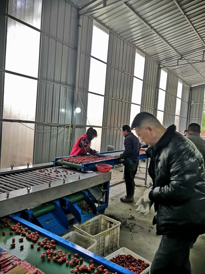 平度精品釜山88小西红柿圣女果樱桃番茄，千禧贝低价抢购中