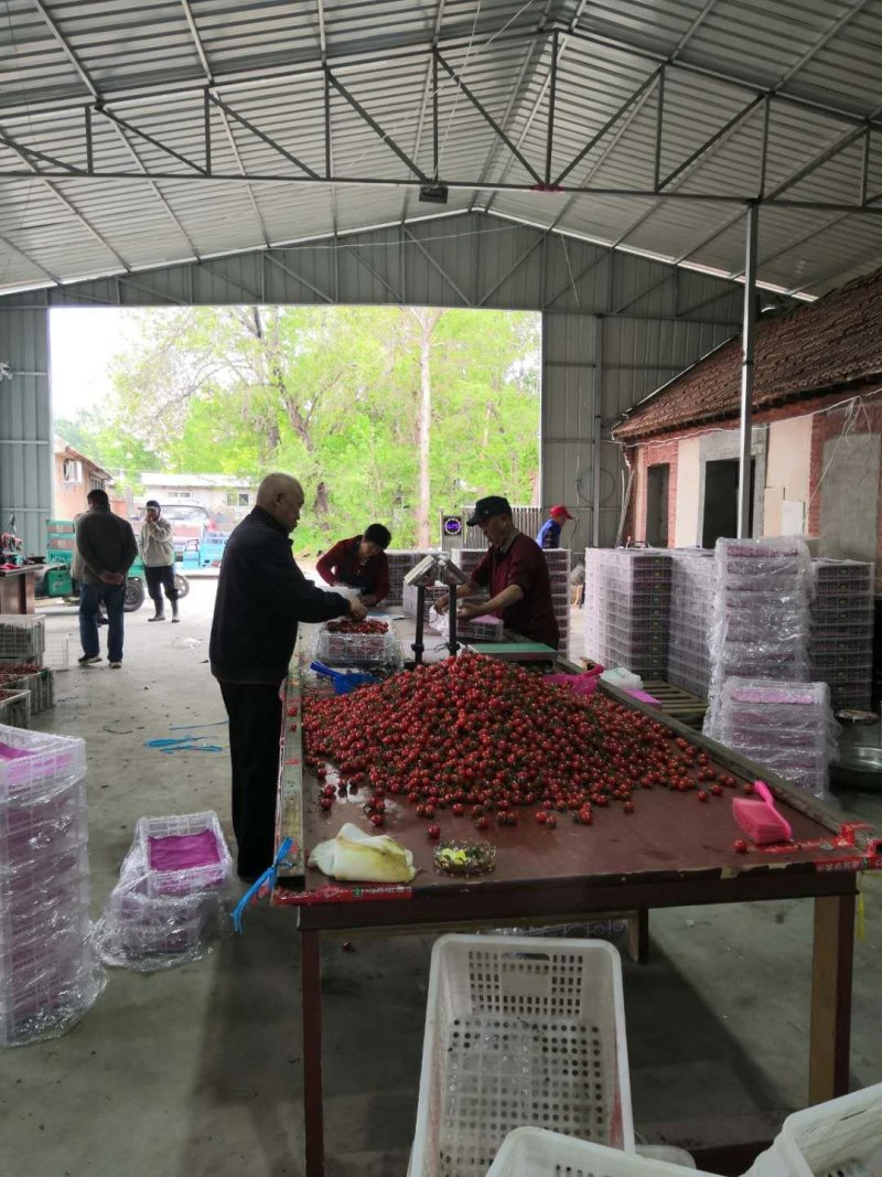 平度精品釜山88小西红柿圣女果樱桃番茄，千禧贝低价抢购中