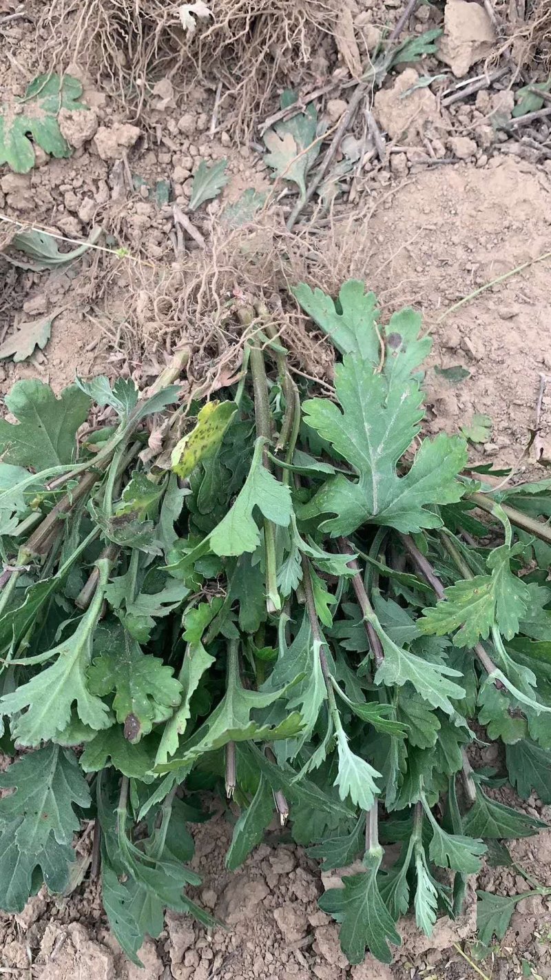 菊花苗