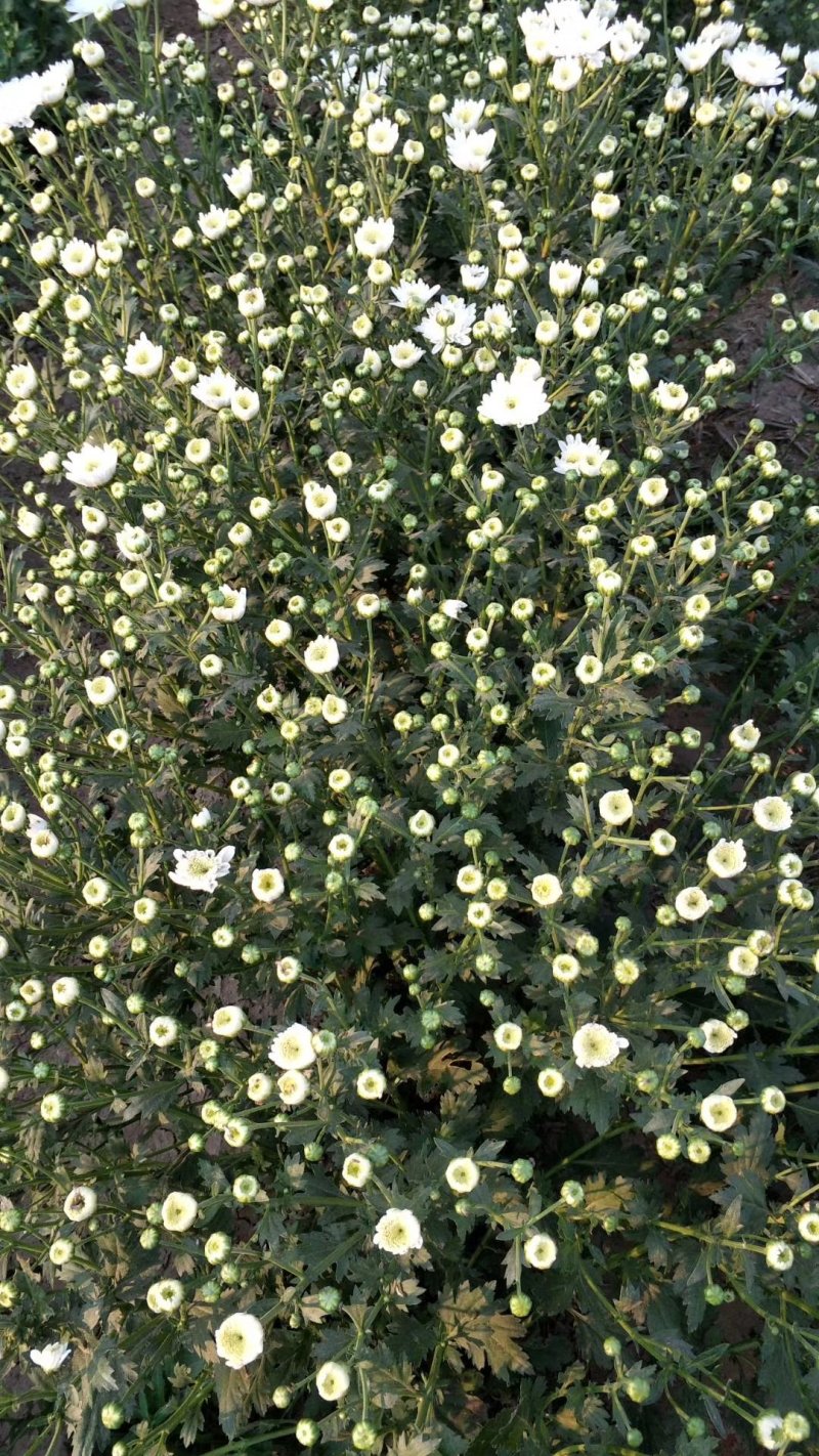 菊花苗
