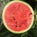 山东省济宁市泗水县大棚甜王西瓜，大量上市中，保质保量，