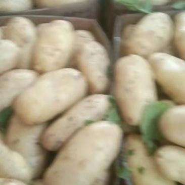 新土豆