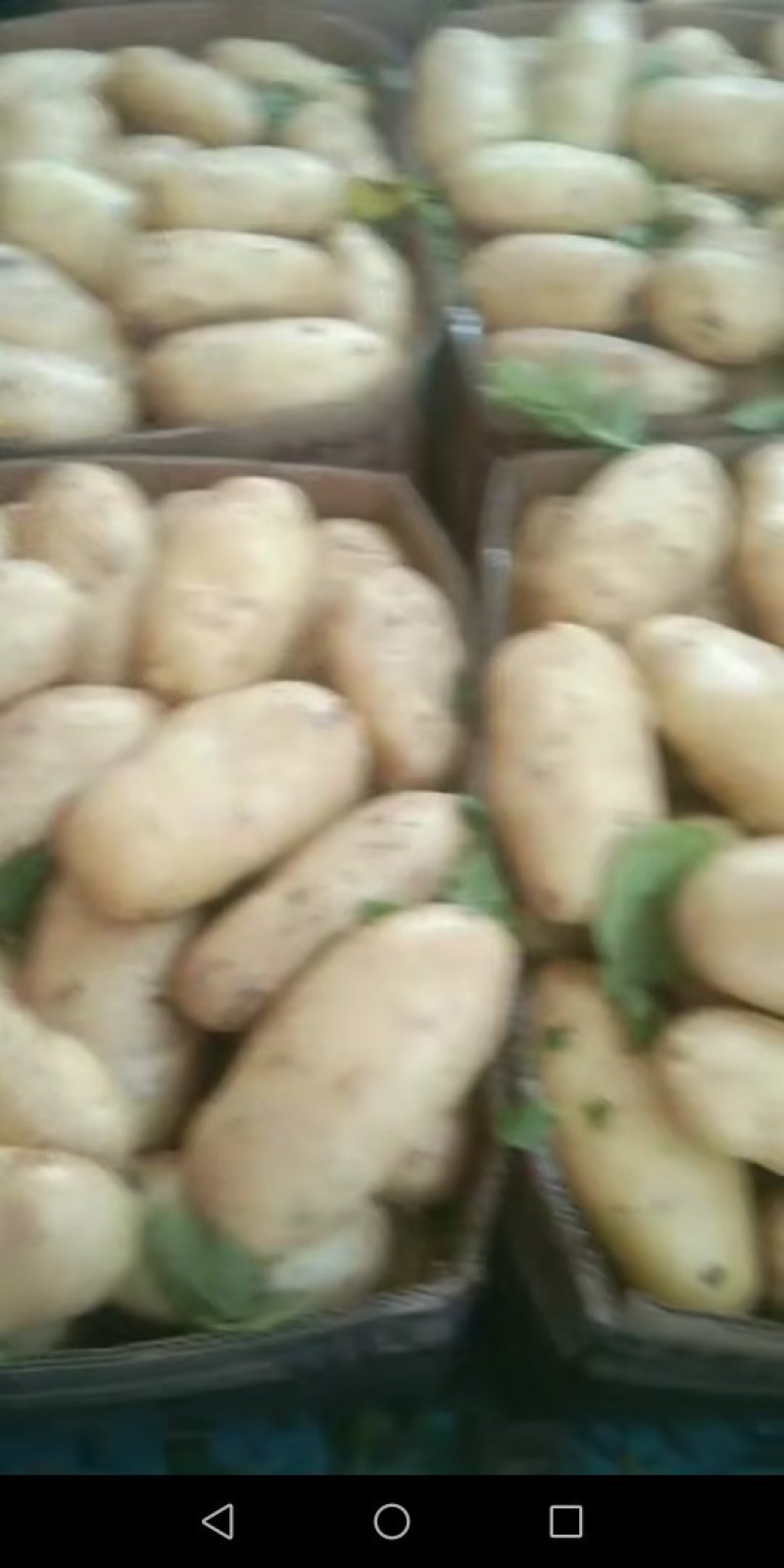 新土豆