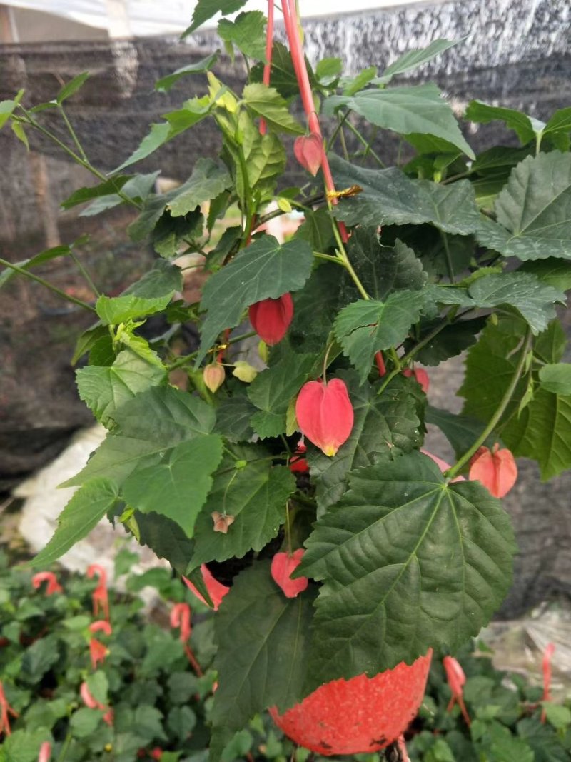 灯笼花盆栽基地直发