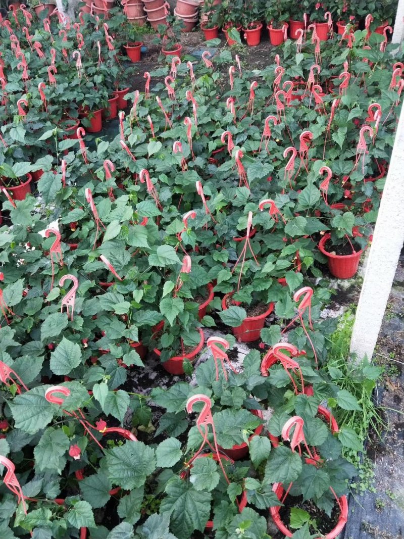 灯笼花盆栽基地直发