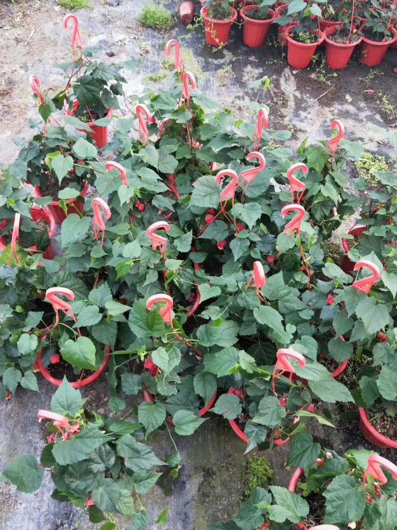灯笼花盆栽基地直发