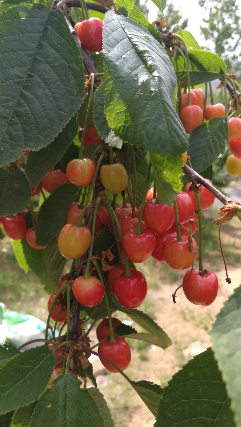 沂蒙山蒙阴陆地樱桃一件代发