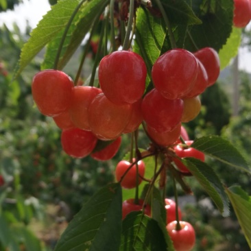 沂蒙山蒙阴陆地樱桃一件代发